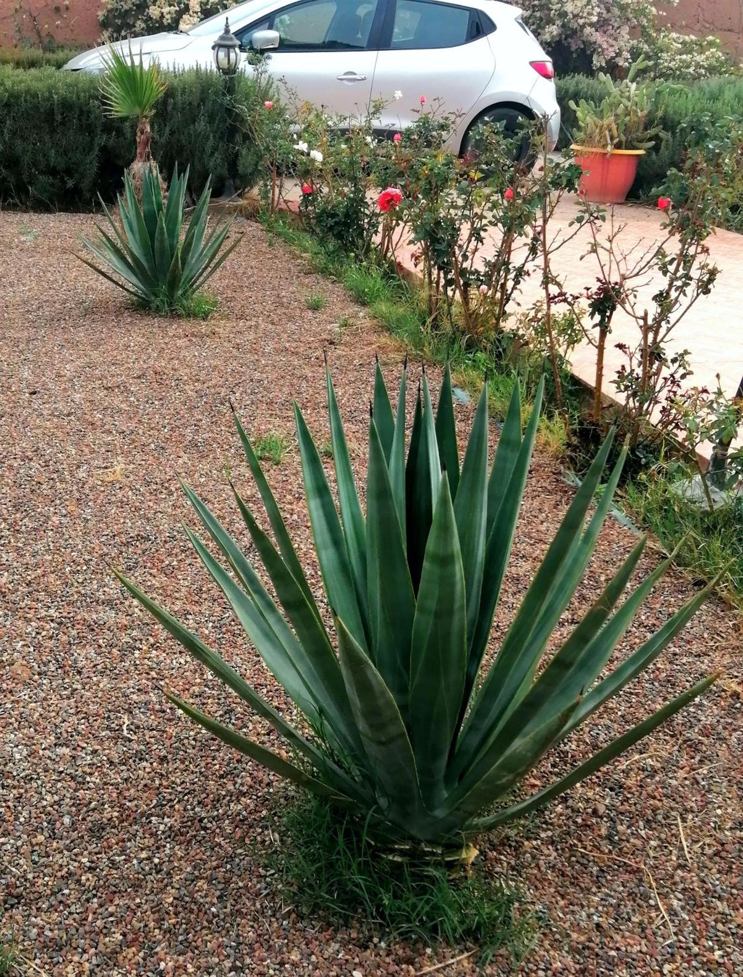Riad Darga Rouge Ouled Bouzid Rum bild